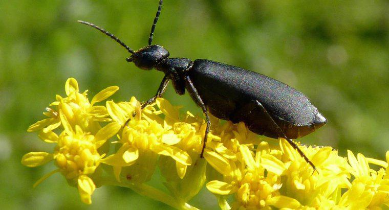 Welche Tiere fressen Käfer?