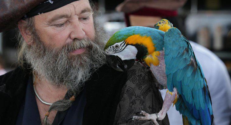 Warum haben Piraten Papageien?
