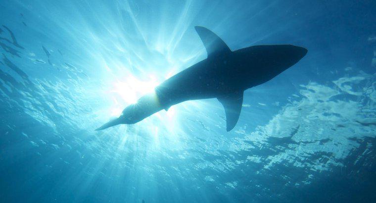 Was bedeutet es, wenn Sie davon träumen, von Haien angegriffen zu werden?