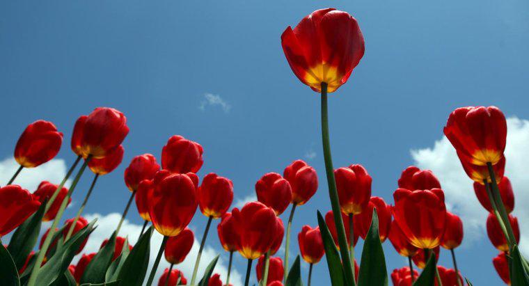 Sind Tulpen giftig?