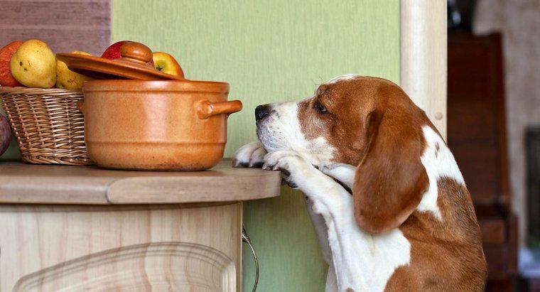 Welche Nüsse sind für Hunde giftig?