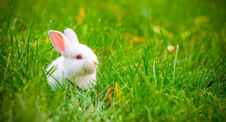 Was bedeutet es, wenn die Ohren von Kaninchen abstehen?