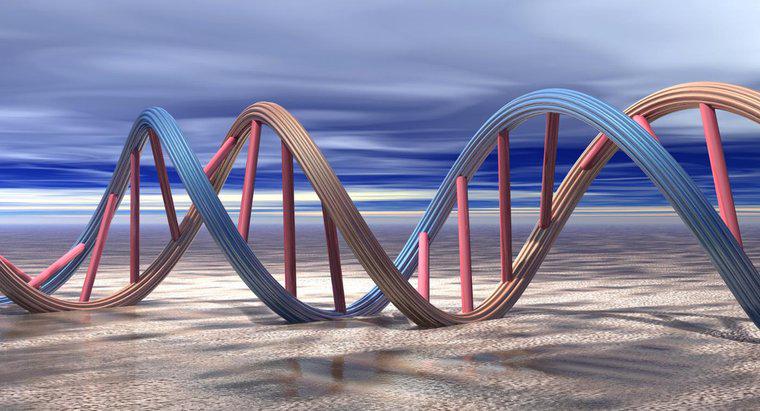 Warum muss sich DNA replizieren?
