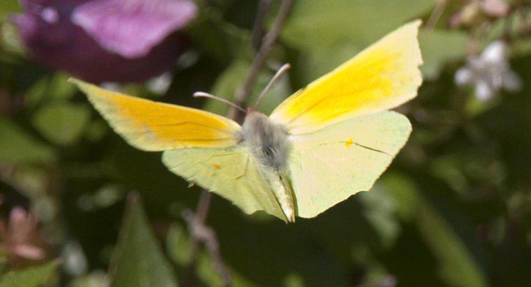 Was symbolisiert ein gelber Schmetterling?