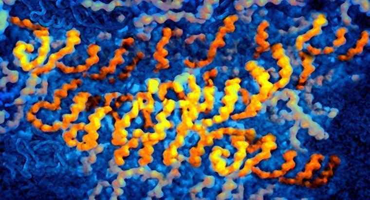Welche Viren enthalten RNA als genetische Information?