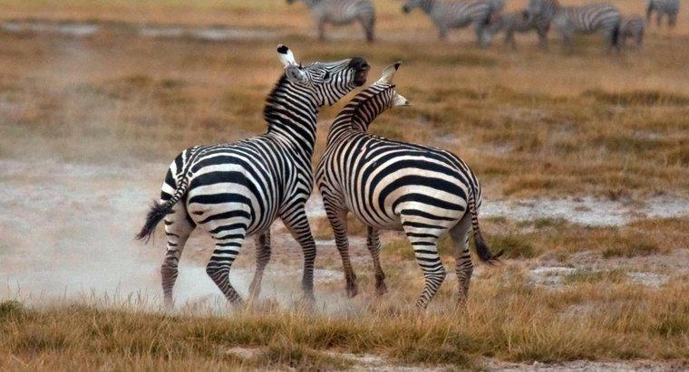 Wie schützen sich Zebras?