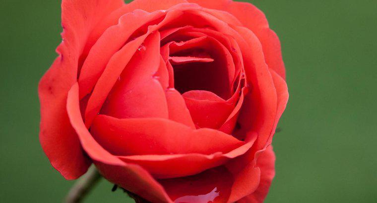 Was ist der wissenschaftliche Name einer Rose?