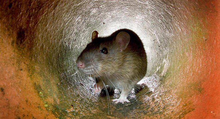 Was ist das beste Futter, um eine Ratte zu fangen?