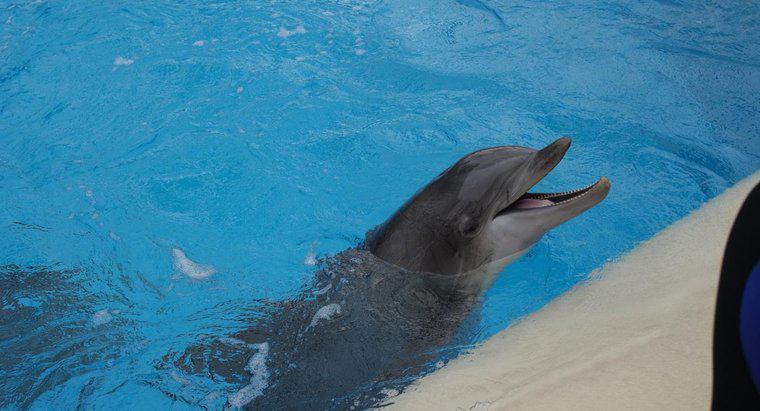 Was ist der Hörbereich eines Delfins?