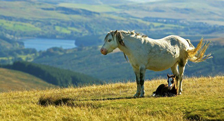 Was ist ein walisisches Bergpony?