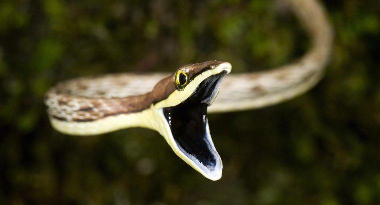 Wie verdauen Schlangen ihre Nahrung?