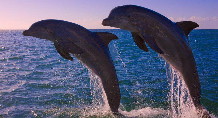 Wie viele Delfine gibt es noch auf der Welt?