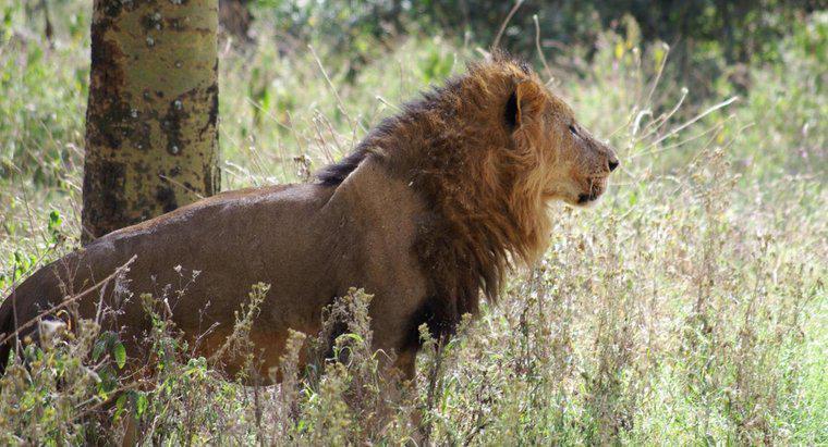 Was essen afrikanische Löwen?