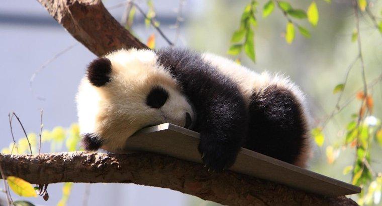 Wie heißen Baby-Pandas?
