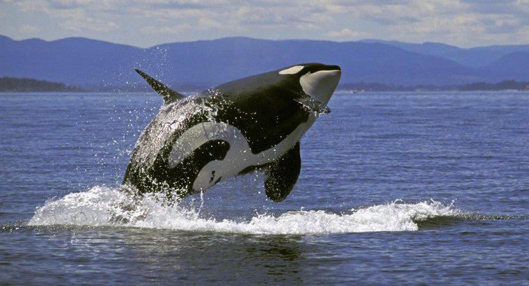 Wie viel wiegt ein Killerwal?