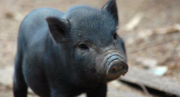 Was ist die typische Lebensdauer eines Schweins?