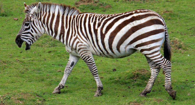 Ist ein Zebra ein Pferd?