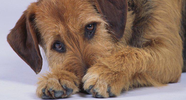 Was verursacht bei einem Hund Durchfall mit Blut und Schleim?