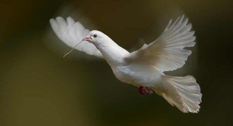 Was symbolisieren weiße Tauben?