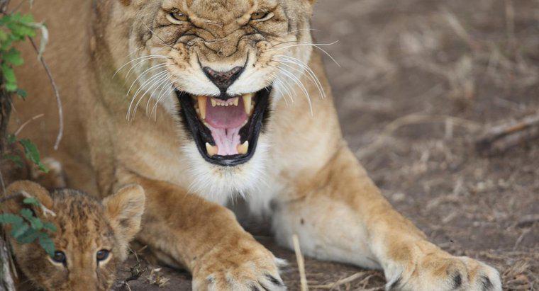 Wie schützen sich Lions?