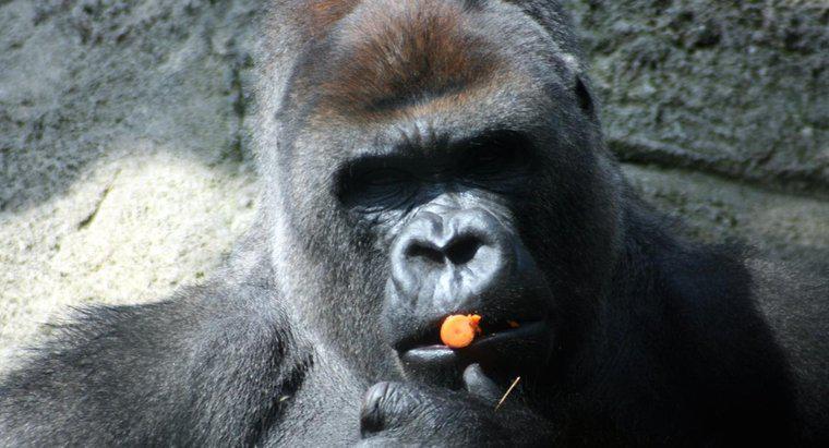 Sind Gorillas Allesfresser oder Pflanzenfresser?
