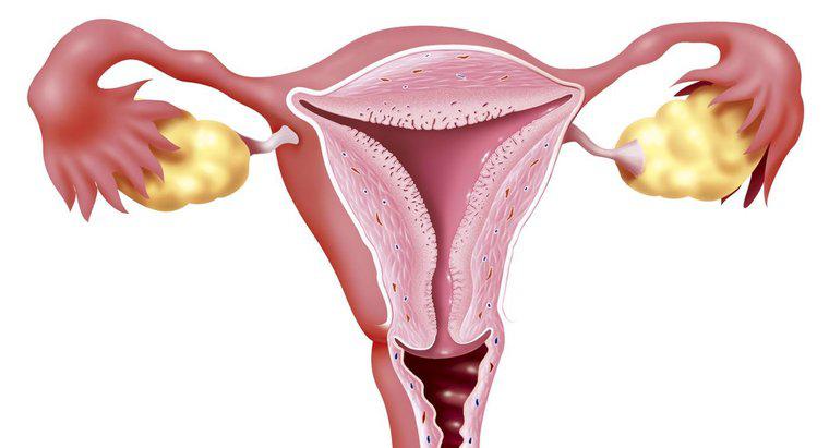 Was ist die Funktion des Gebärmutterhalses?