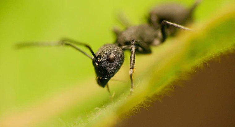 Sind Ameisen Pflanzenfresser oder Fleischfresser?