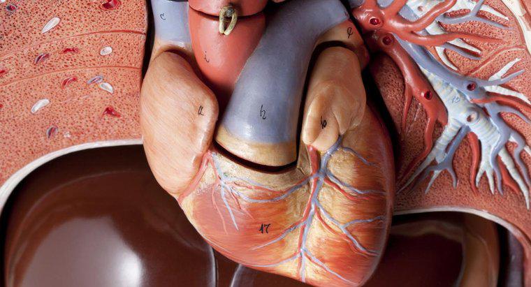 Wie viele Arterien hat das menschliche Herz?