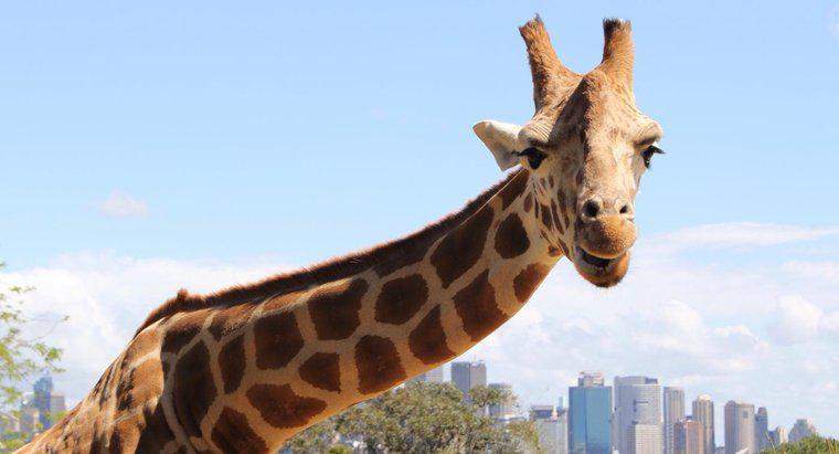 Was essen Giraffen in Gefangenschaft?