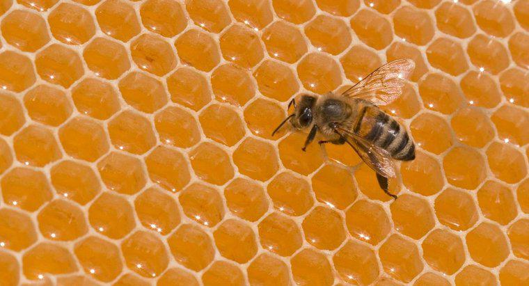 Wie viel wiegt eine Biene?
