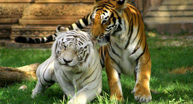 In welchem ​​Biom lebt der Weiße Tiger?