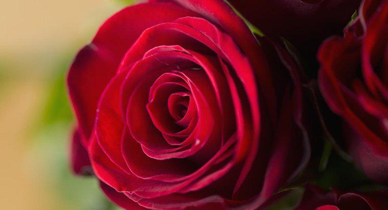 Was bedeuten rote Rosen?