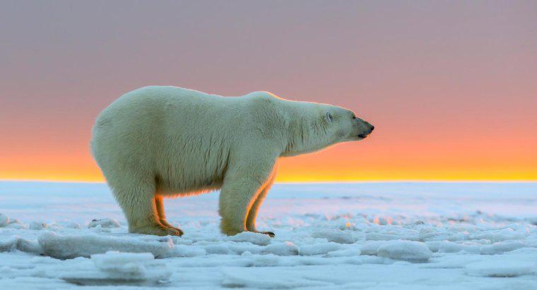 Wie groß werden Eisbären?