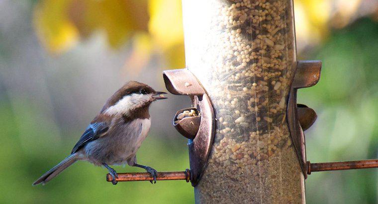 Welche Arten von Nahrung fressen Vögel?