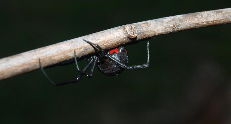 Was sind die gefährlichsten Spinnenarten?