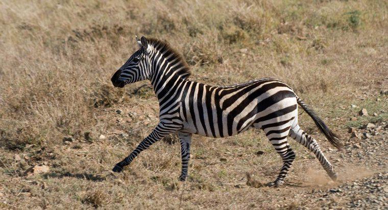 Läuft ein Zebra schneller als ein Pferd?