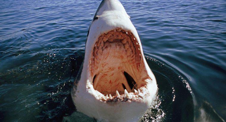 Warum kommt es zu Angriffen auf den Weißen Hai?