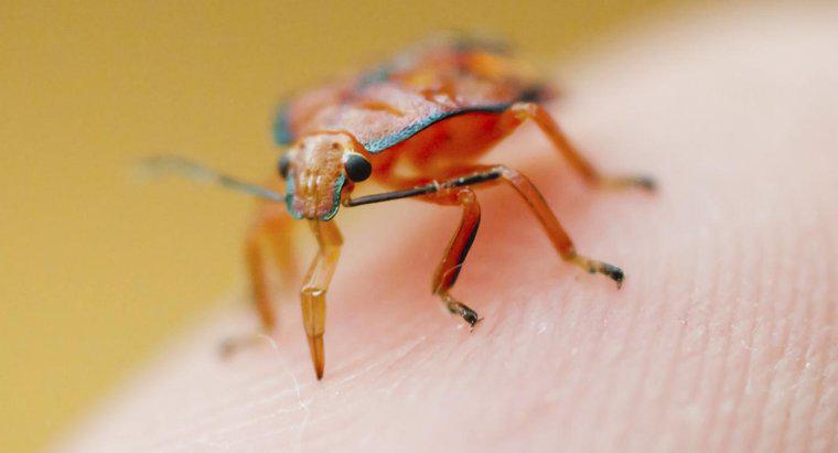Was ist das beste Heilmittel für Insektenstiche?