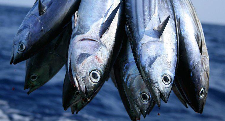Was essen Thunfische?