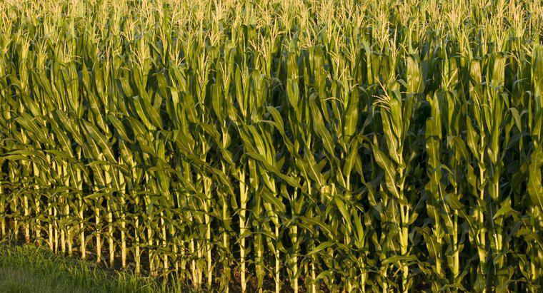 Was ist der Unterschied zwischen Mais und Mais?