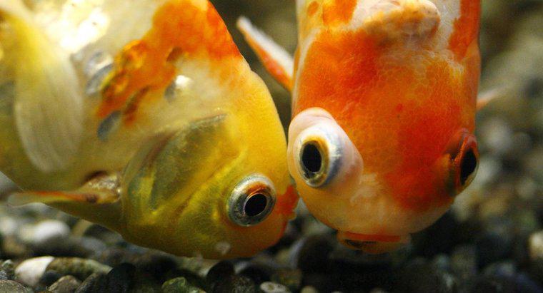 Wie machen Goldfische Babys?