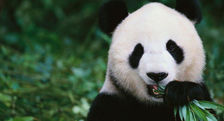Was essen Pandabären?