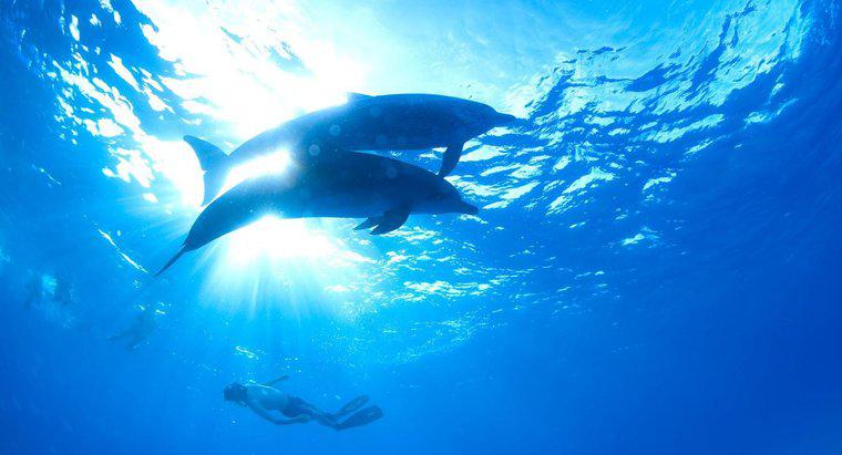 In welcher Meereszone leben Delfine?