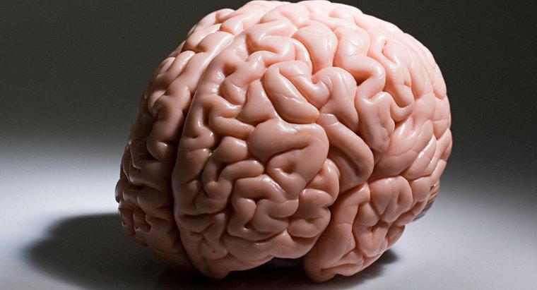 Welcher Teil des Gehirns ist für höhere Denkprozesse wie logisches Denken verantwortlich?