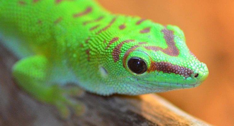Was fressen Geckos?