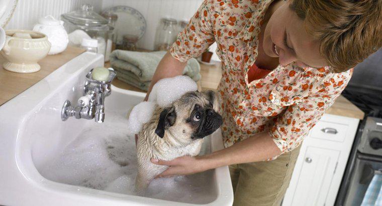 Was soll ich tun, wenn mein Hund ein Stück Seife gefressen hat?