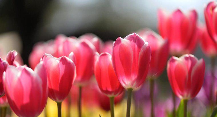 Wie vermehren sich Tulpen?