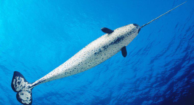 Was ist der Lebensraum eines Narwals?