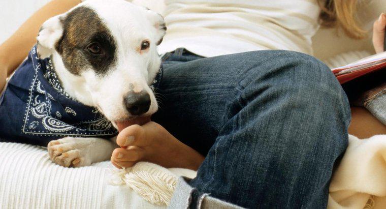 Warum lecken Hunde menschliche Füße?