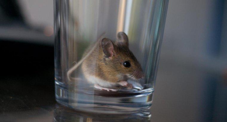 Was sind einige Hausmittel, um Mäuse zu töten?